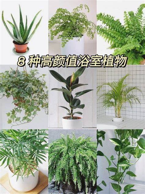 廁所放的植物|廁所可以放植物嗎？適合放在浴室、廁所的植物推薦